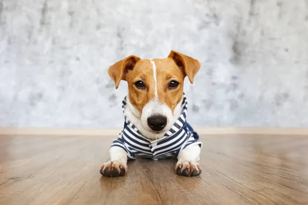Mignon Chiot Jack Russel Terrier De Cinq Mois Avec Des Oreilles Pliees Se Prelassant Sur Un Canape Textile Gris Petit Chien Adorable Avec De Droles De Taches De Fourrure Portant Un Collier Mignon Chiot Jack Russel Terrier De Cinq Mois Avec Des Oreilles Pliees Se Prelassant Sur Un Canape Textile Gris Petit Chien Adorable Avec De Droles De Taches De Fourrure Portant Un Collier