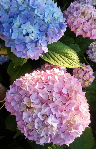 Fond Des Fleurs Hortensia Bleu Rose Violet Coucher Soleil — Photo