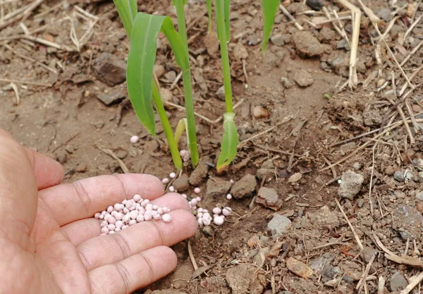 Hand Som Ger Gödsel Till Ung Planta — Stockfoto