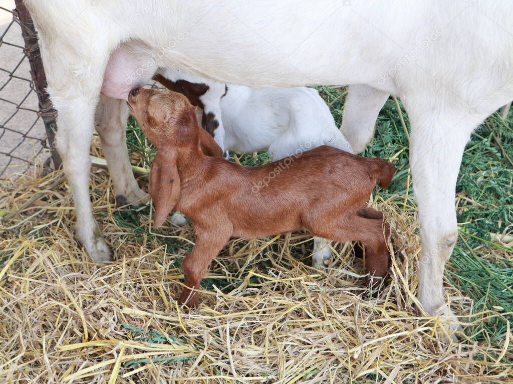 Mother Boer goat feeding newborn