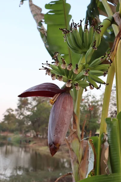 Verse Bananenbloesem Bananenboom — Stockfoto