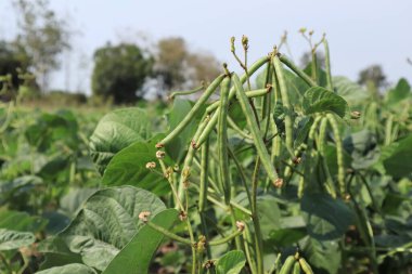 Yaz mevsiminde olgunlaşmış fasulye tohumları
