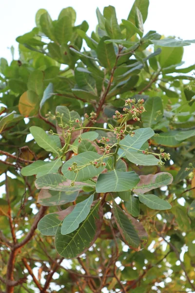 Cashewnoten Bloemen Anacardium Occidentale — Stockfoto