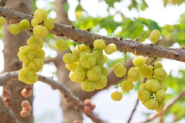 Yıldız Bektaşi üzümü. Phyllanthus acidus