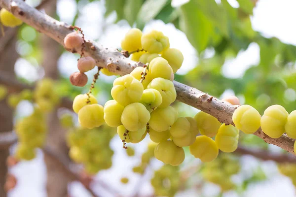 Sterrenkruisbessen Fruit Phyllanthus Acidus — Stockfoto