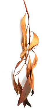 Beyaz arkaplanda yanmış ve kovulmuş yapraklar.