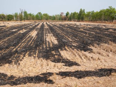 Pirinç tarlası hasat sonrası yakıldı. Pirinç tarlası hasat sonrasında yakıldı. Tayland 'daki pirinç tarlasında hava kirliliği, çiftçi yenisini yetiştirmek için yaktı..
