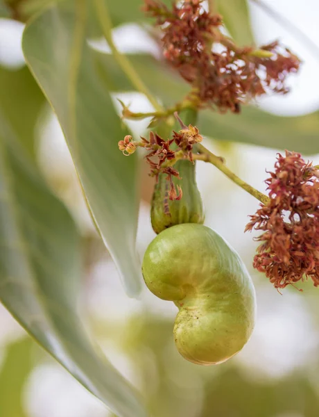 Jonge Cashewnoten Vruchten Groeien Boom — Stockfoto