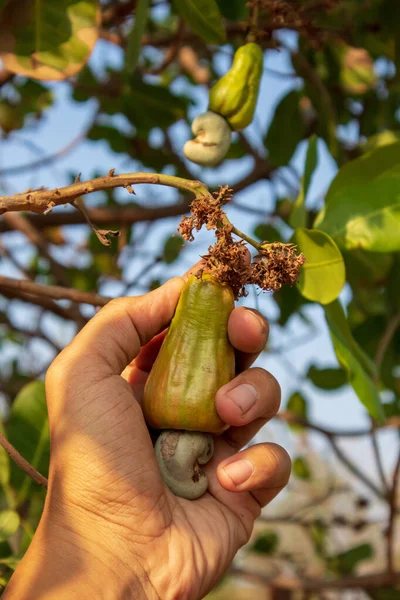 Hand Plukken Van Een Verse Cashewnoten Opknoping Aan Een Boom — Stockfoto