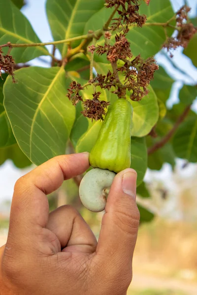 Hand Plukken Van Een Verse Cashewnoten Opknoping Aan Een Boom — Stockfoto