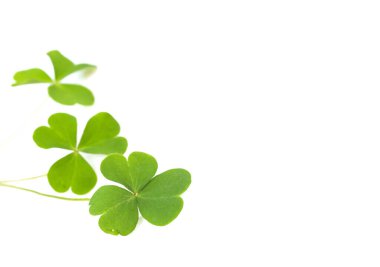 Beyaz arkaplanda yeşil dört yapraklı yonca yaprağı.