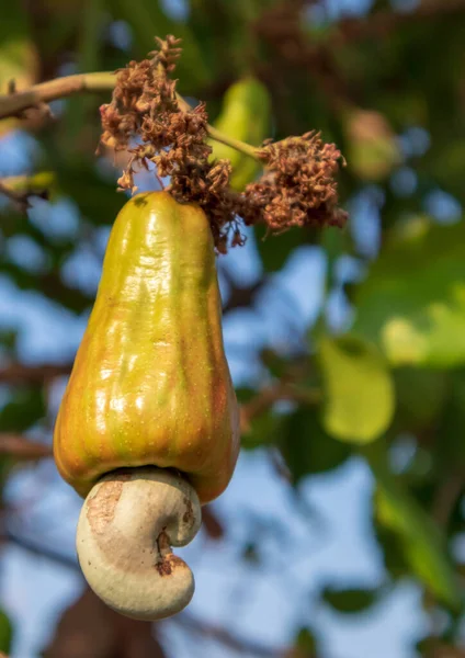 Jonge Cashewnoten Groeien Boom — Stockfoto