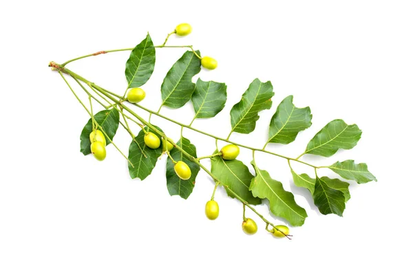 Frutos Medicinales Neem Con Ramitas Sobre Fondo Blanco —  Fotos de Stock