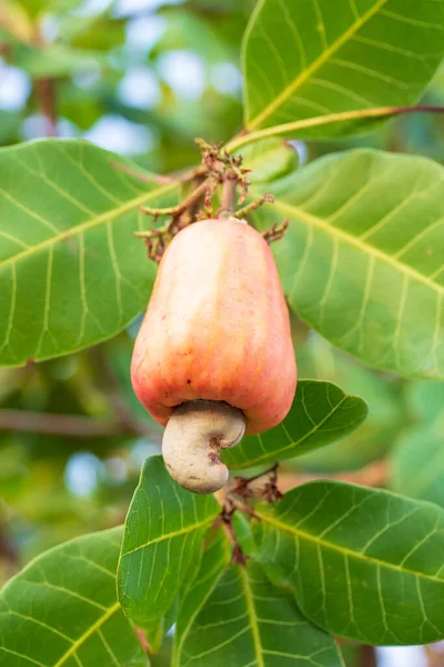 Cashewnoten Groeien Aan Een Boom Deze Buitengewone Noot Groeit Buiten — Stockfoto