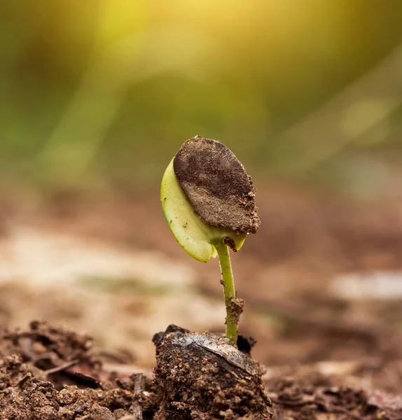 Pequeña Planta Verde Suelo Tono Amarillo — Foto de Stock