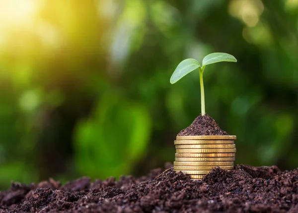 Verpakte Munten Geplaatst Bodem Zaailing Top Gele Toon Met Zon — Stockfoto