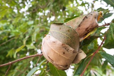 Ağaçta bir karınca yuvası.