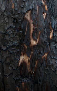 Yanmış ağaç kabuğu dokusu. Kömür ve karbon.