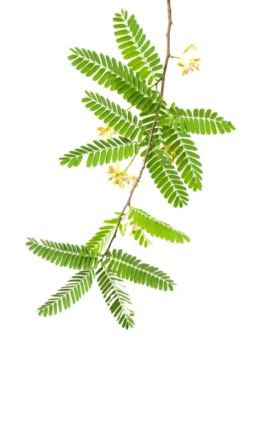 Hermosa Flor Tamarindo Hojas Sobre Fondo Blanco — Foto de Stock