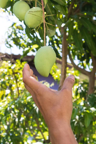 Hou Mango Vast Verse Mango Hand Biologische Boerderij — Stockfoto