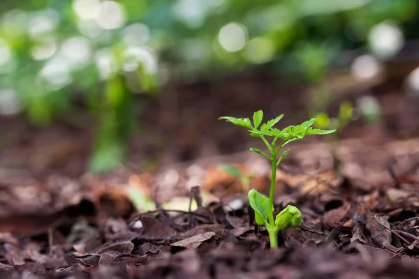 Plant Met Regenwaterdruppel Zonlicht Groene Achtergrond — Stockfoto