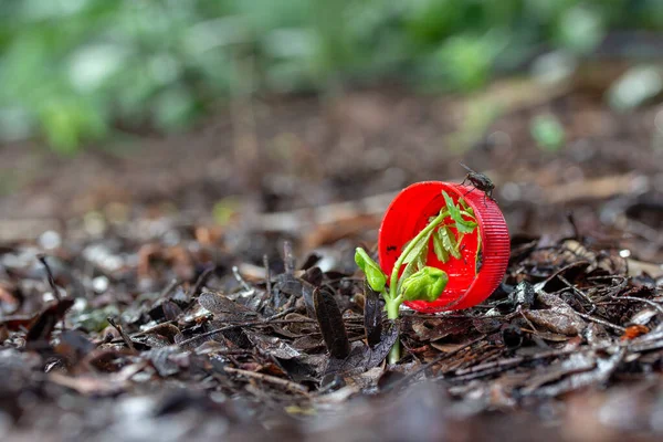 Waterfles Dop Grond Met Boomzaailingen — Stockfoto