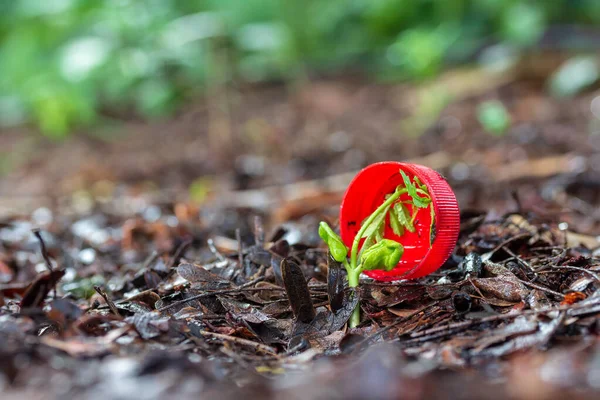 Gorra Botella Agua Tierra Conplántulas Árbol — Foto de Stock