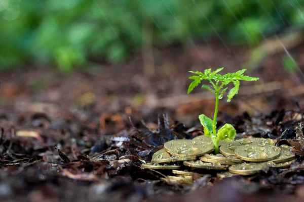 Money growth, seedling and rain. concept coins in soil