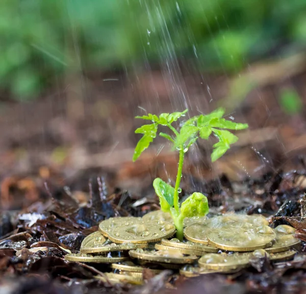 Geldgroei Zaailing Regen Concept Munten Bodem — Stockfoto