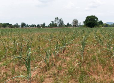 Kurumuş mısır, kuraklık yüzünden ölmüş..