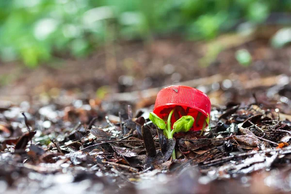 Gorra Botella Agua Tierra Conplántulas Árbol — Foto de Stock