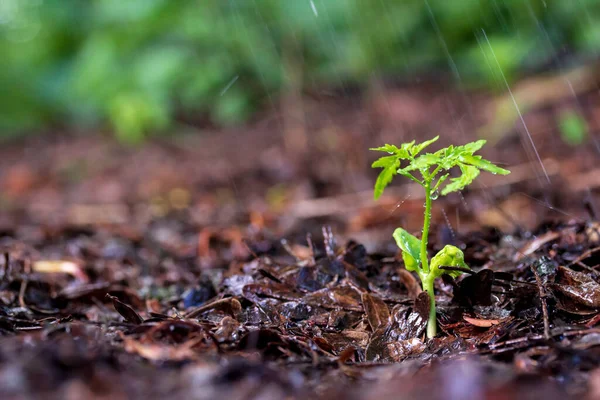 Brotes Verdes Bajo Lluvia — Foto de Stock