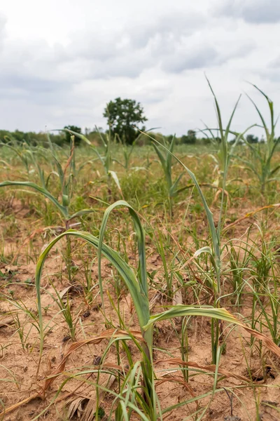 Maize Dried Died Because Drought — Stock Photo, Image