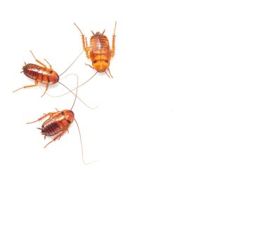 Beyaz arka planda üç hamamböceği izole edilmiş..