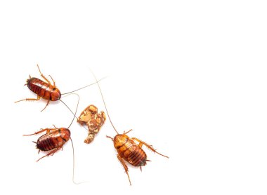 Üç hamamböceği, beyaz arka planda izole edilmiş çikolata yemek için akın etti..