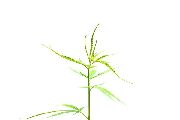 Marihuana Oder Cannabisbaum Auf Weißem Hintergrund — Stockfoto