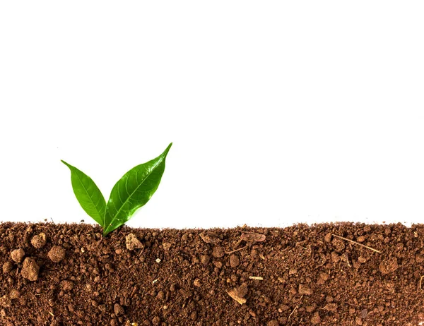 Groene Spruit Groeit Uit Bodem Geïsoleerd Witte Achtergrond — Stockfoto