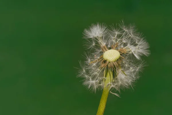 바람에 민들레 Blowball — 스톡 사진