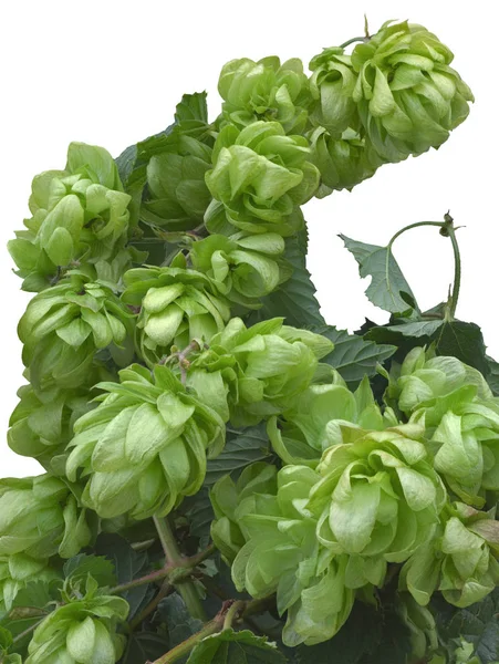 Wild Hop Cluster Bunch Recorte — Fotografia de Stock