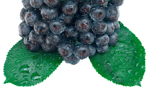 Owoce Aronii Izolowane Ścieżką Wycinania — Zdjęcie stockowe
