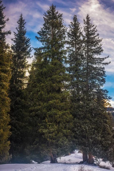 Almatı dağ. Kimasar gorge.