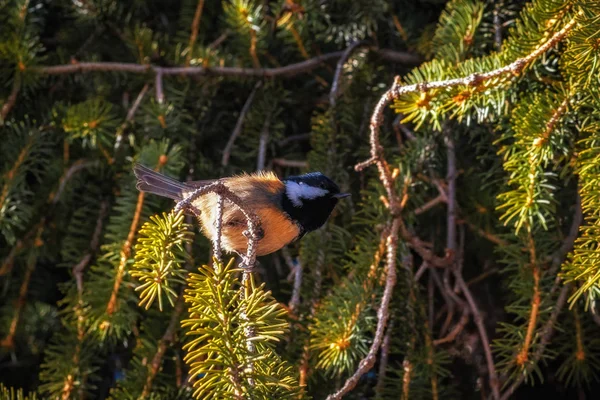 Kuş baştankara Kazakistan, Almaty