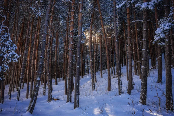 Kış dağ orman. Almatı