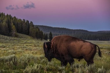  A lone bull bison makes his way across Hayden Valley in the golden hour of sunset, Yellowstone National Park clipart