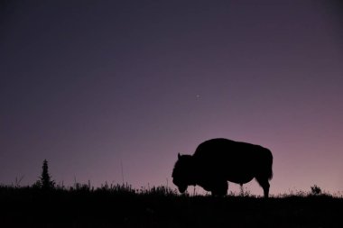  A lone bull bison grazes in the blue hour of sunset, Hayden Valley, Yellowstone National Park clipart