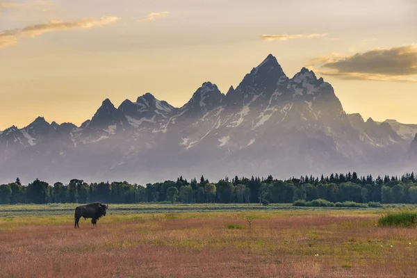 Gün batımında Grand Tetons önünde bir alanda bekleyen bir kadın Bizon.