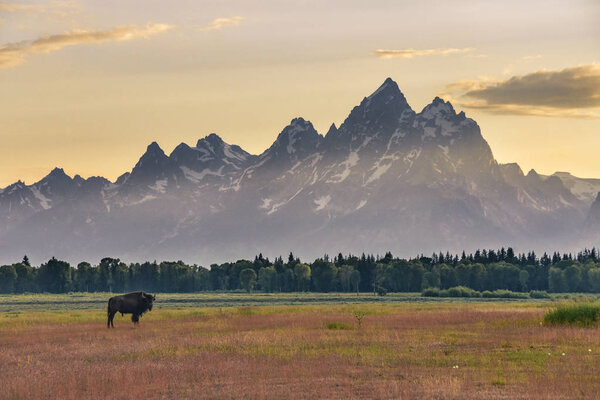 A female bison standing in a field in front of the Grand Tetons at sunset.