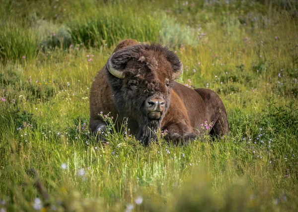  Yalnız bir erkek bufalo Lamar Valley, Yellowstone Milli Parkı çiçek alanları rahatlatır