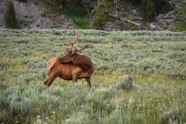 Gün batımında, Yellowstone Milli Parkı Hayden Vadisi'nde büyük boğa elk