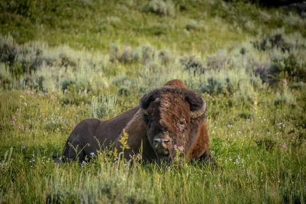 Búfalo Macho Solitario Relaja Los Campos Flores Hayden Valley Parque — Foto de Stock